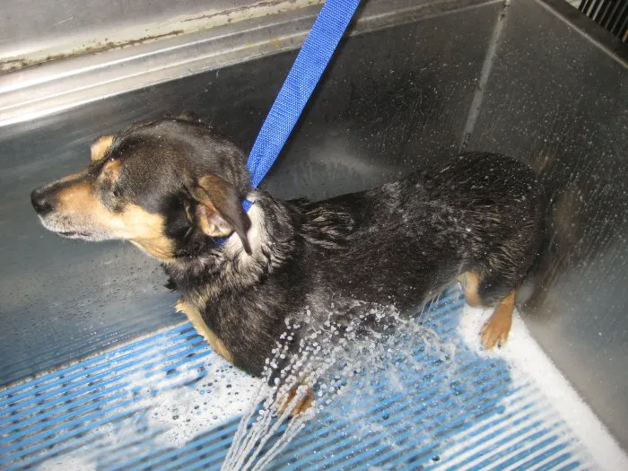 VCA Parkwood Animal Hospital Picture 7
