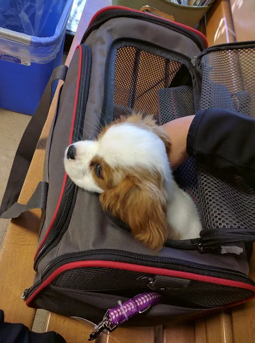 VCA Parkwood Animal Hospital Picture 8