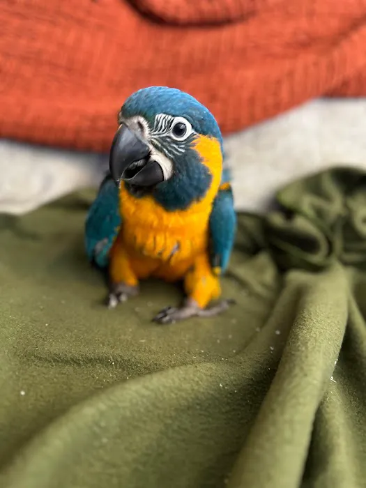 Agustin's Exotic Birds and Reptiles Picture 2