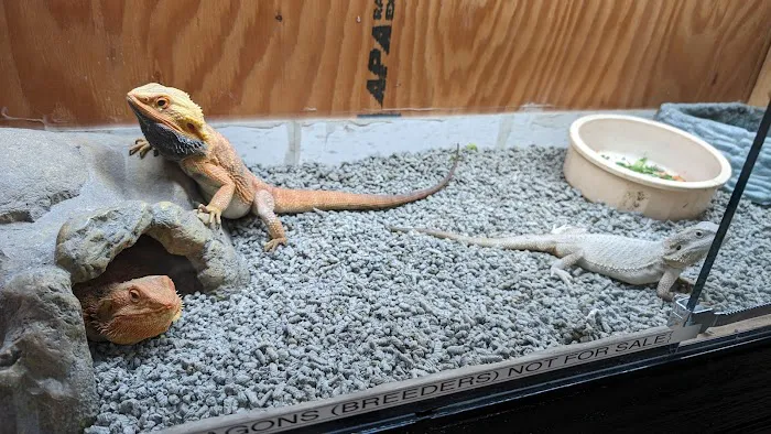 Agustin's Exotic Birds and Reptiles Picture 8