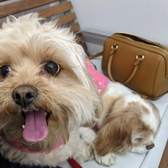 Southern California Veterinary Hospital & Animal Skin Clinic Picture 3
