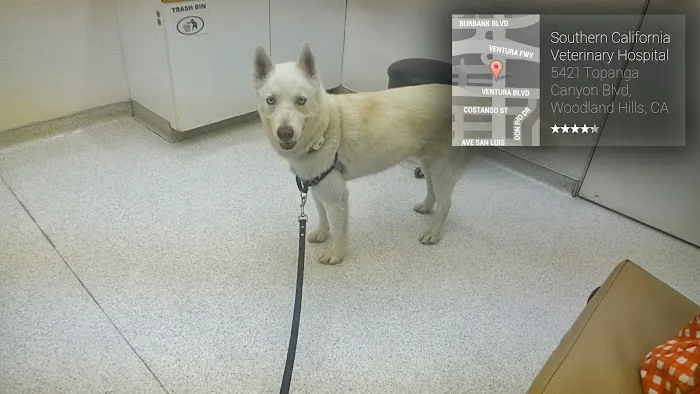 Southern California Veterinary Hospital & Animal Skin Clinic Picture 1