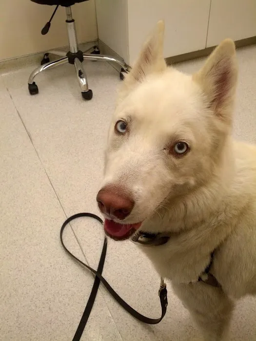 Southern California Veterinary Hospital & Animal Skin Clinic Picture 2