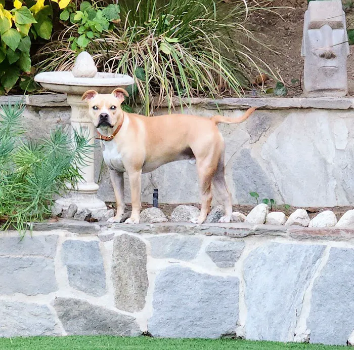 Southern California Veterinary Hospital & Animal Skin Clinic Picture 7