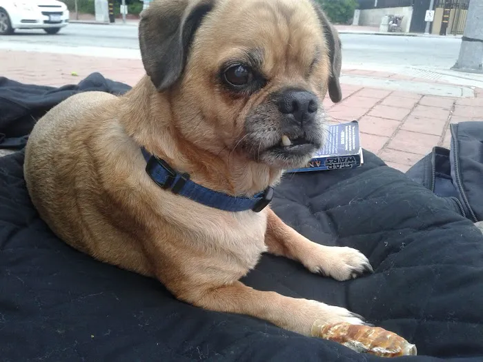 Southern California Veterinary Hospital & Animal Skin Clinic Picture 10