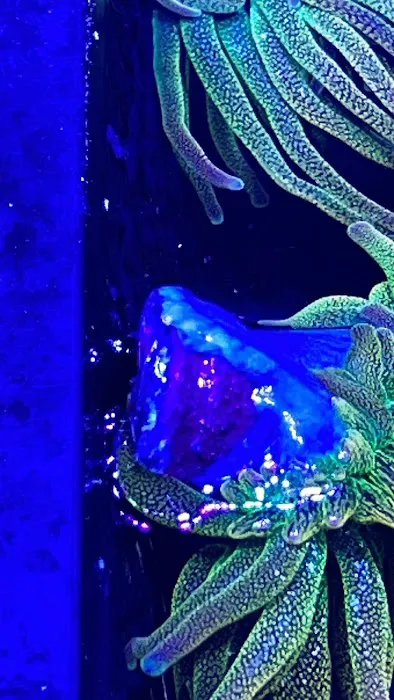 Golden State Corals Picture 4