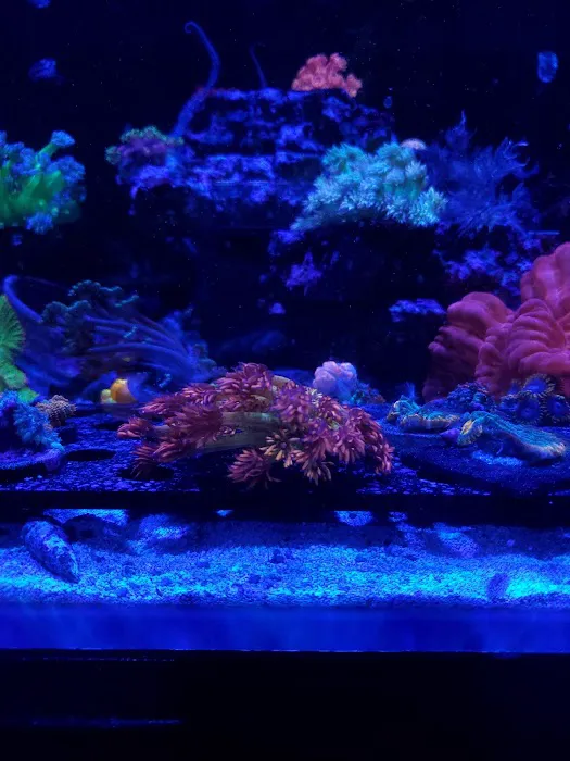 Golden State Corals Picture 2