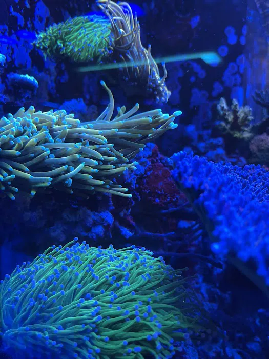Golden State Corals Picture 7