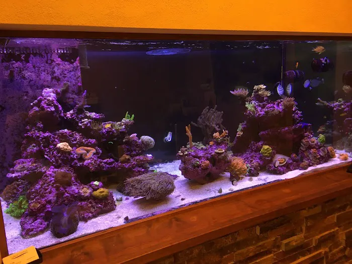 Golden State Corals Picture 6
