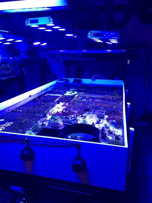 Golden State Corals Picture 10