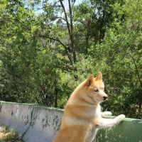 Animal Clinic of Topanga ico