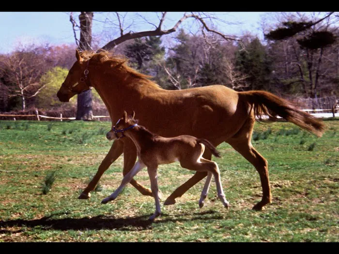 Holistic Veterinary Healthcare Picture 5