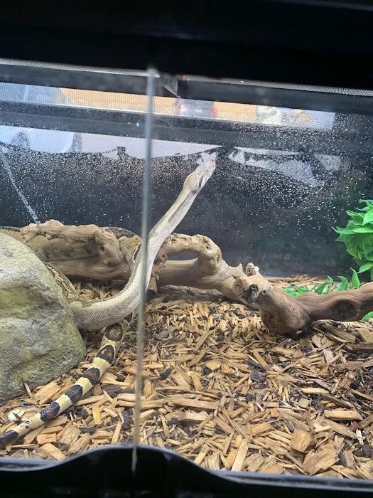 Reptiles Picture 3