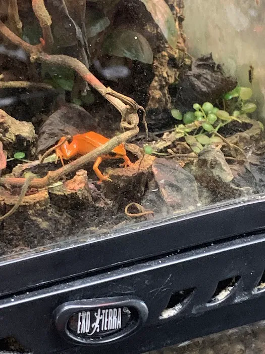 Reptiles Picture 4
