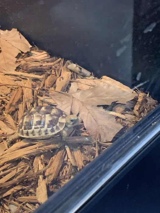 Reptiles Picture 2