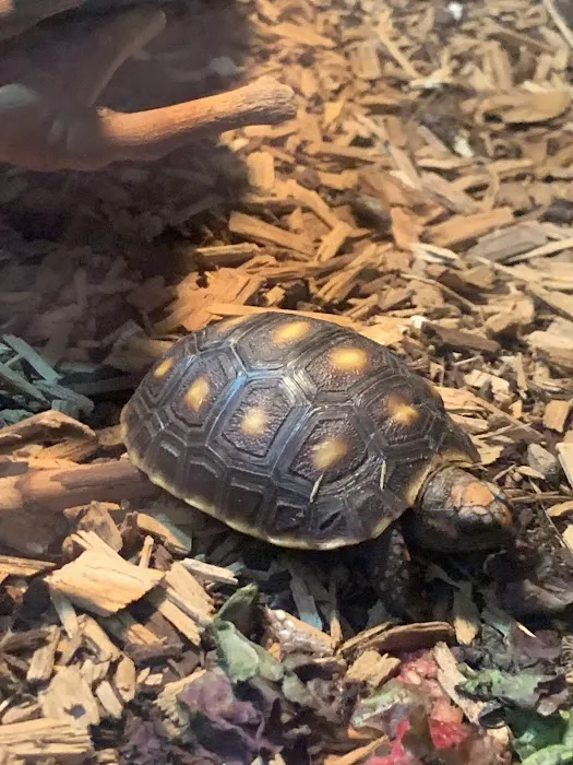 Reptiles Picture 5