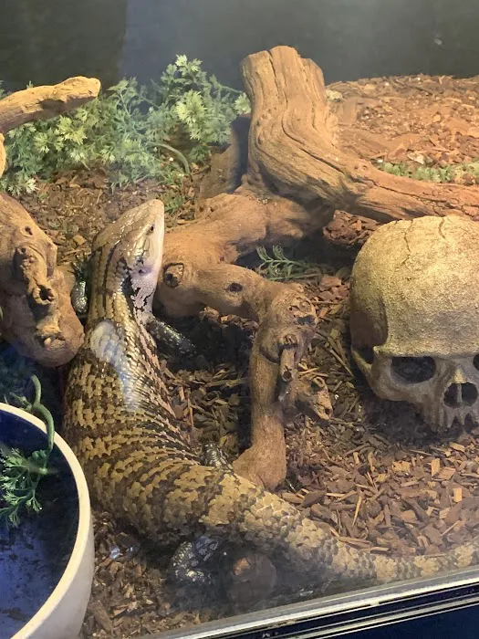 Reptiles Picture 6