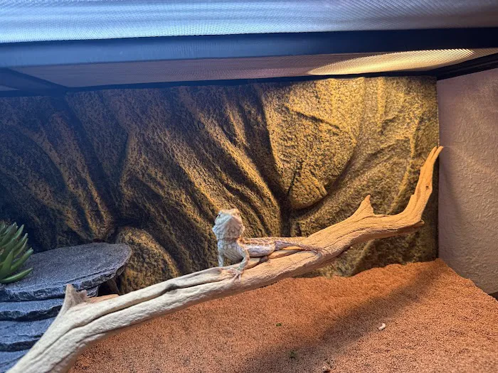Reptiles Picture 8