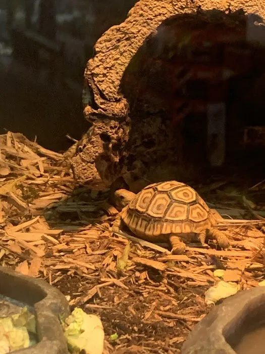 Reptiles Picture 7