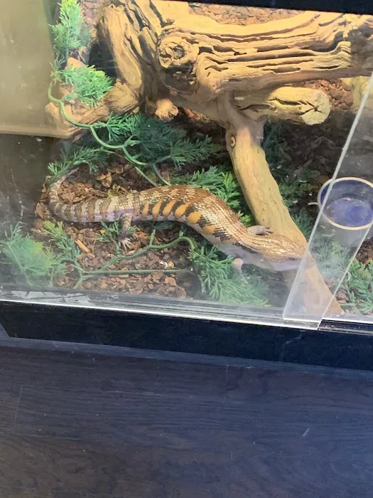Reptiles Picture 10