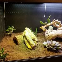 AE Herps and Exotics ico