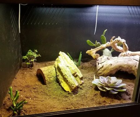 AE Herps and Exotics