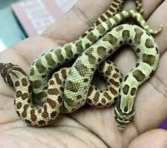 AE Herps and Exotics Picture 6