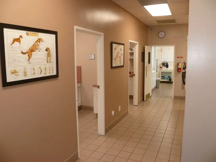 All Pets Medical Centre Picture 7
