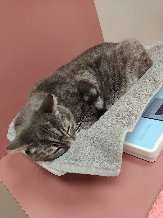 All Pets Medical Centre Picture 5