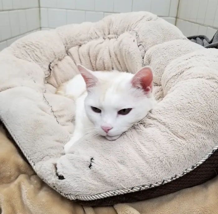 All Pets Medical Centre Picture 8