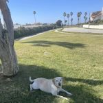 Channel Islands Veterinary Hospital