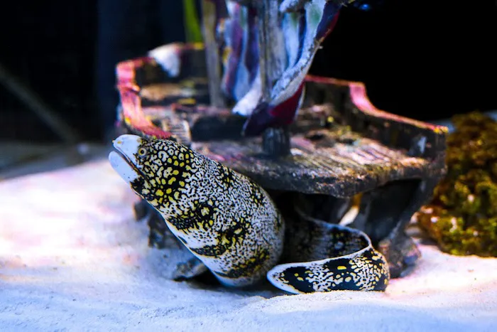 The Ocean Floor Picture 8