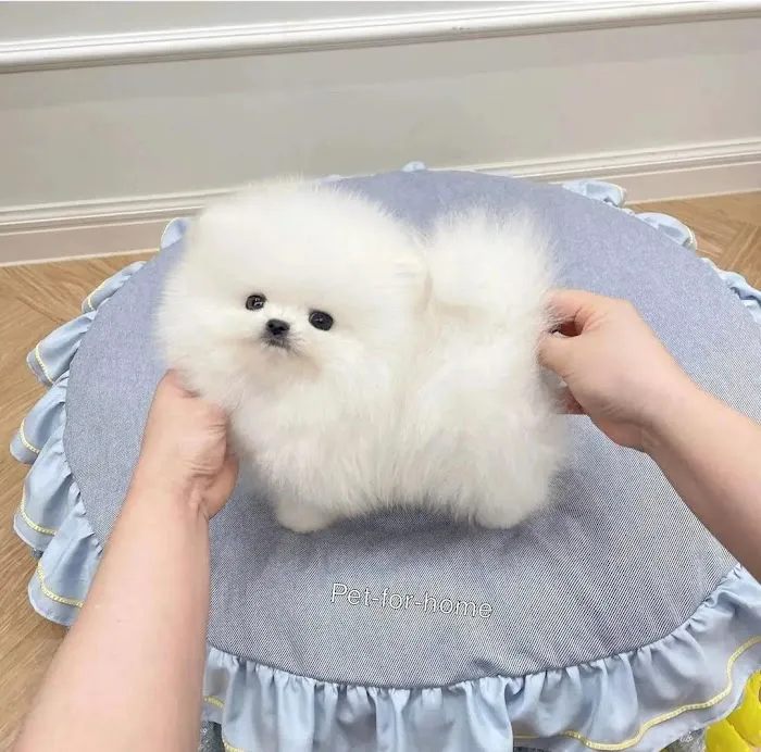 Poodle & Maltese puppies Phoenix Picture 2