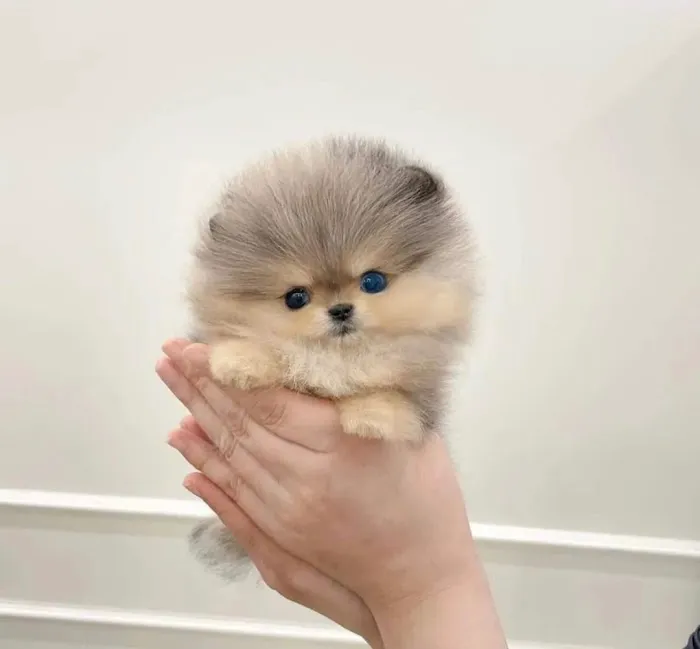 Poodle & Maltese puppies Phoenix Picture 1
