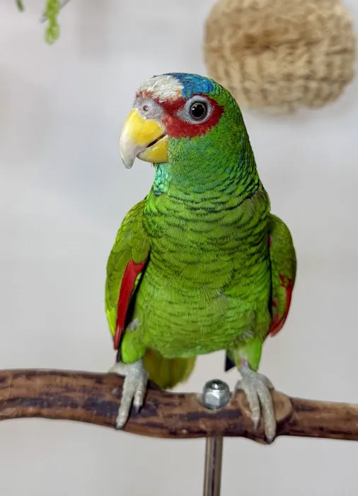 VCM Bird Land, Bird Store Picture 6