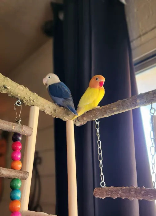 VCM Bird Land, Bird Store Picture 3