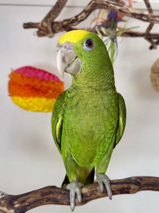VCM Bird Land, Bird Store Picture 7