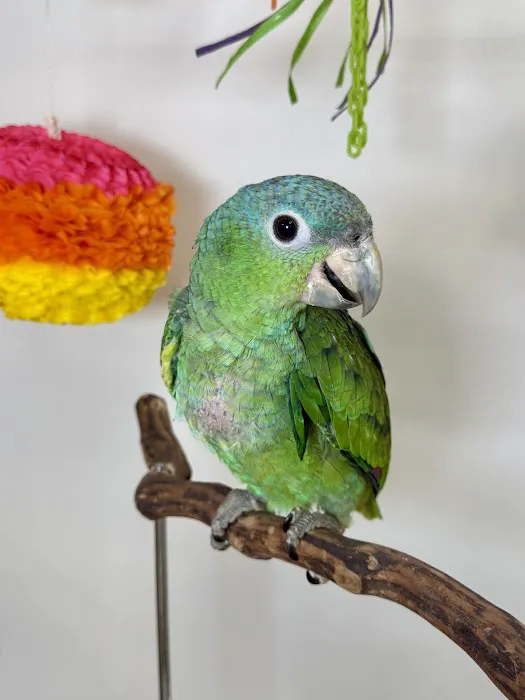 VCM Bird Land, Bird Store Picture 4