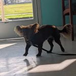 NBVC Vet Clinic