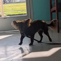 NBVC Vet Clinic ico