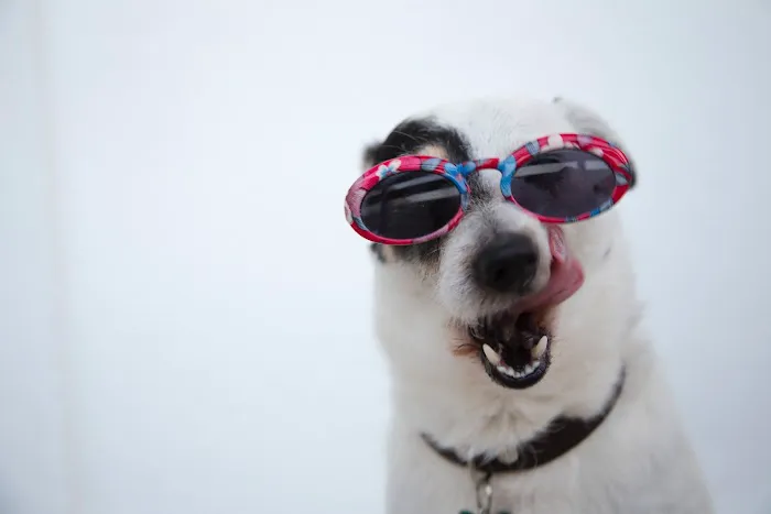 Dog Mustache, LLC Picture 6
