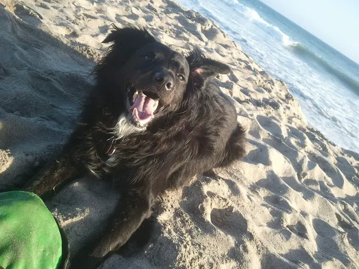 Port Hueneme Animal Hospital Picture 1