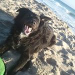Port Hueneme Animal Hospital