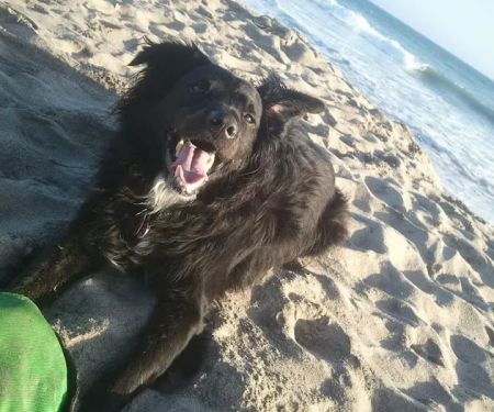 Port Hueneme Animal Hospital