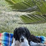 Hope Veterinary Oncology