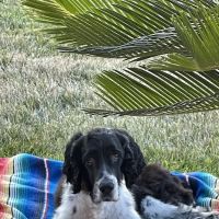 Hope Veterinary Oncology ico