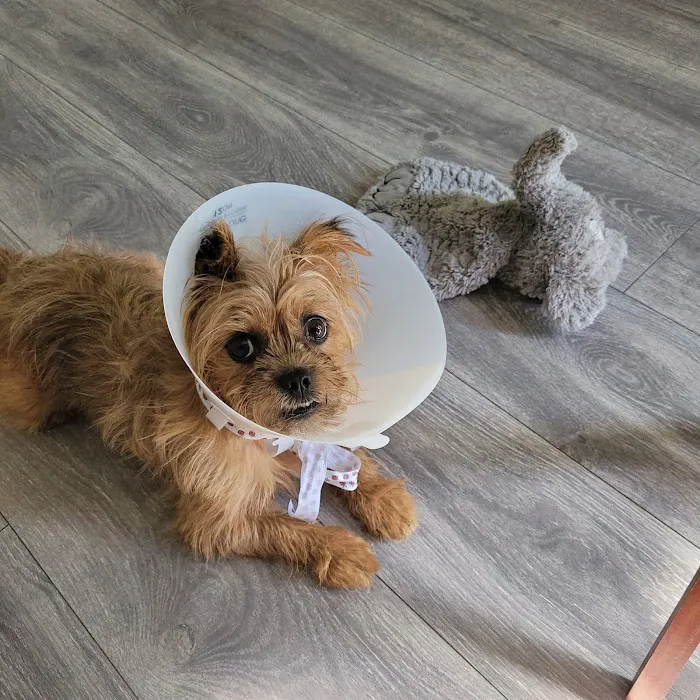 Banfield Pet Hospital Picture 1