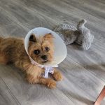 Banfield Pet Hospital