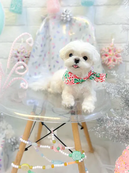 Bella Dolce Maltese Picture 4