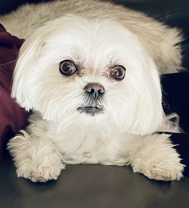 Bella Dolce Maltese Picture 3